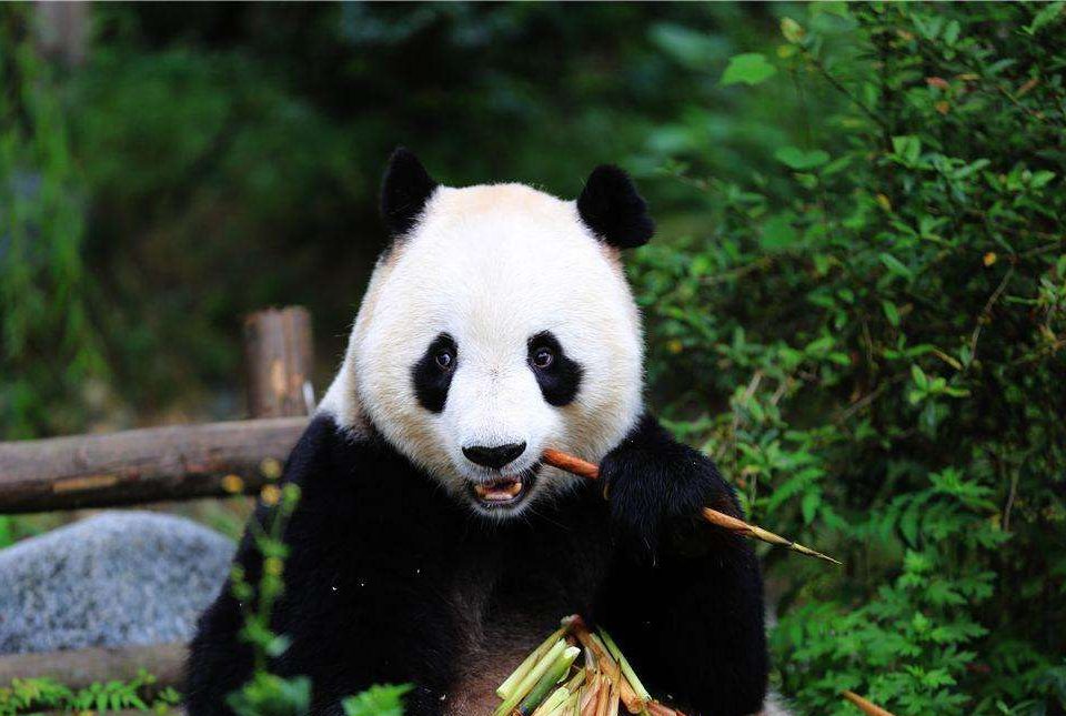 Chengdu - Giant Pandas