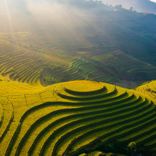 Trek the terraces