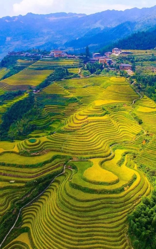 Longji Rice Terrace