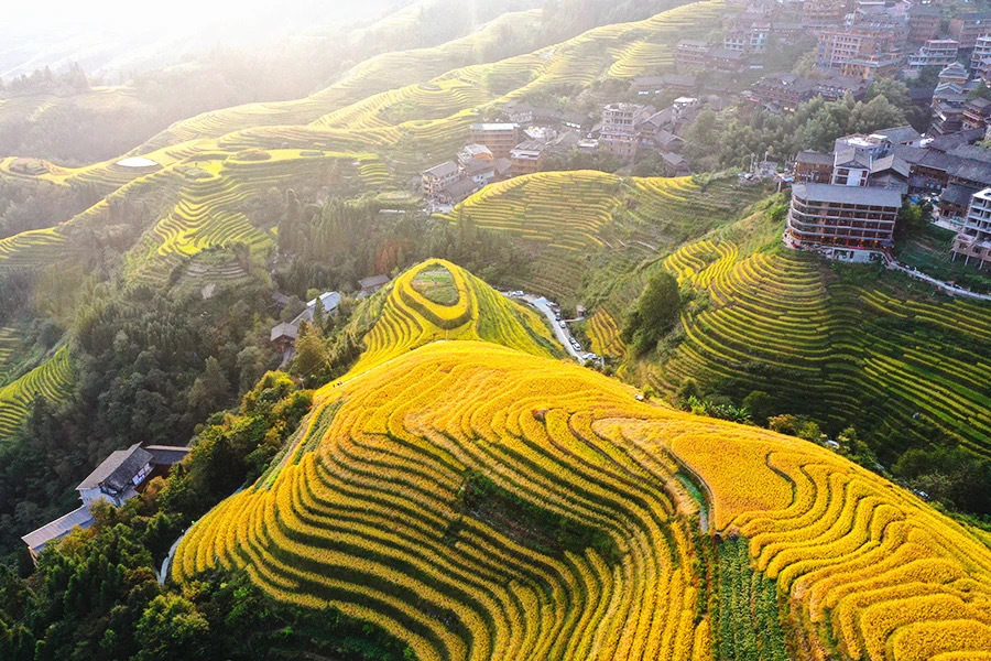 Terraced rice fields landscape in Longji Rice Terraces