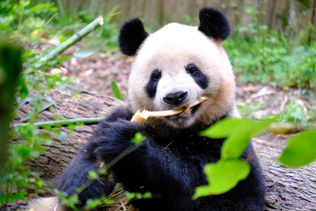 5 Days Chongqing to Chengdu Private Tour