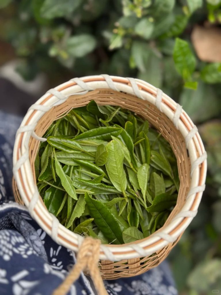 West Lake Green Tea