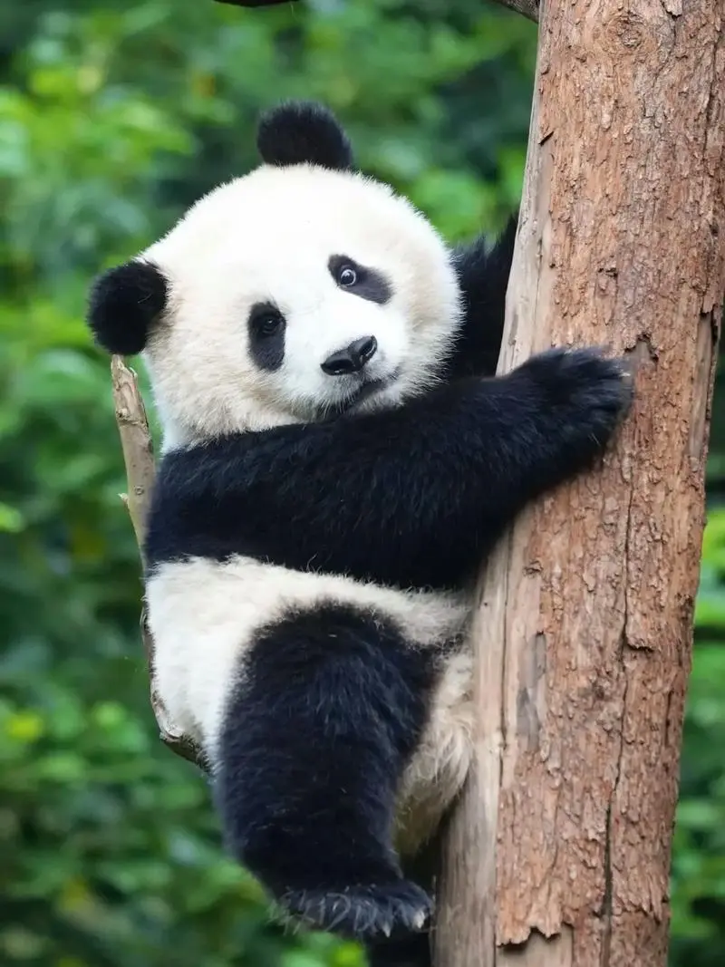 Giant Pandas at Chengdu Research Center