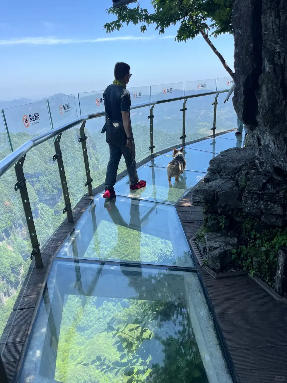 Tianmen Mountain Glass Walk